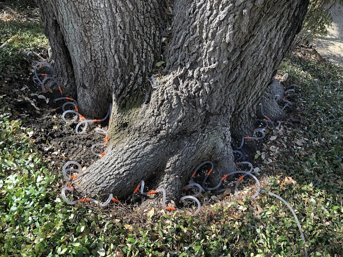 Detailed Tree Cabling and Bracing job site in Shady Dale
