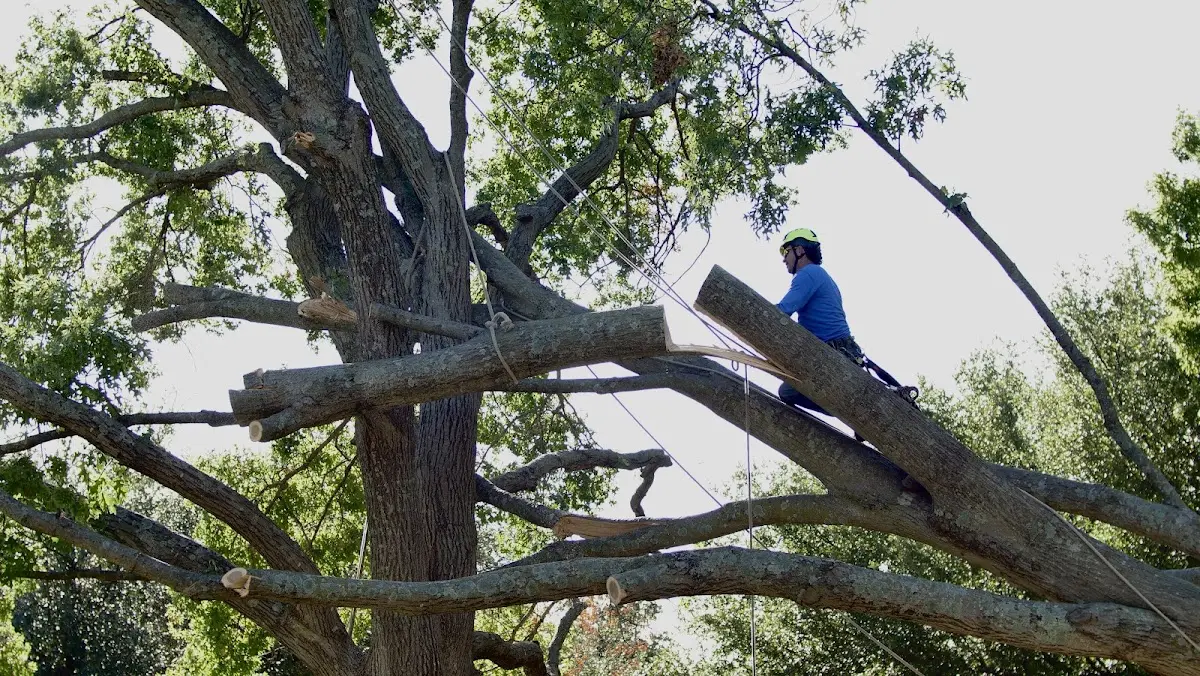 Professional Crown Thinning performed by certified arborists in Shady Dale