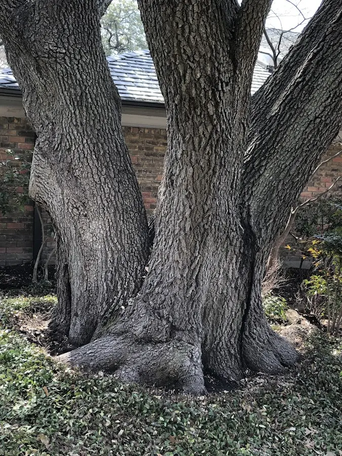 Mature heritage tree close to a Shady Dale property cared for by certified arborists